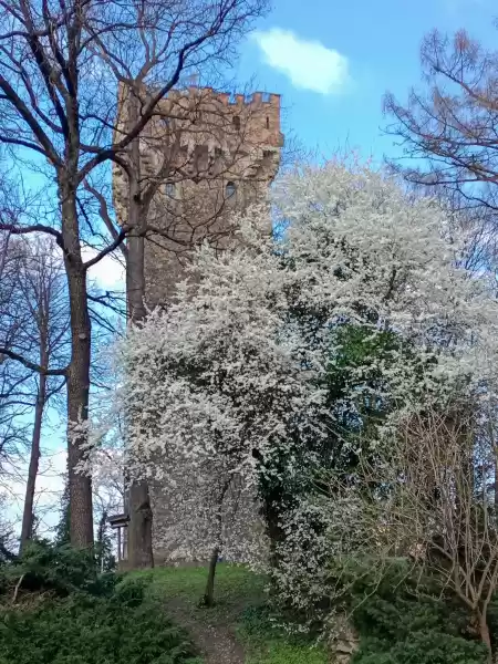wieza piastowska cieszyn 104