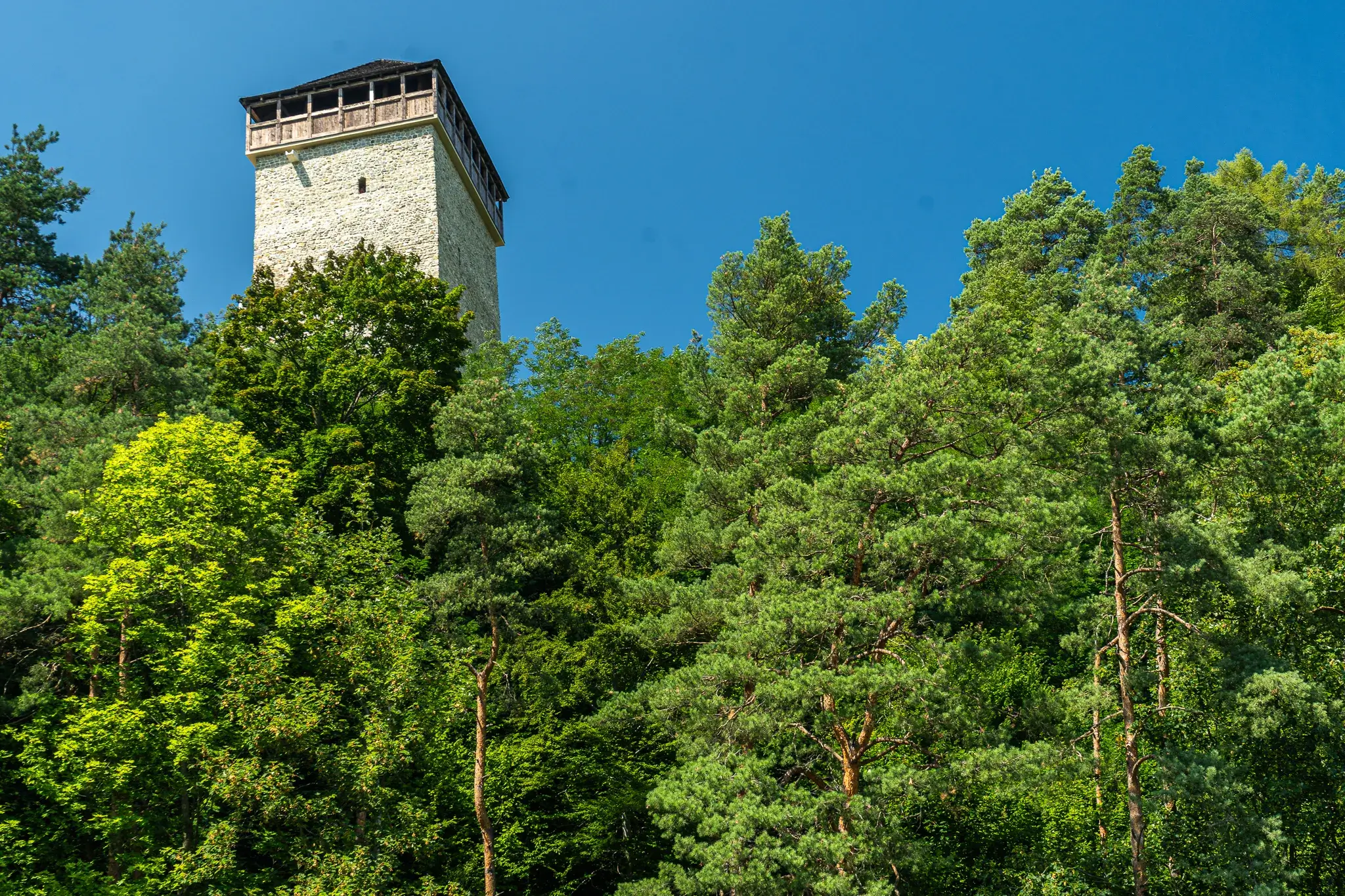 Atrakcja Muszyny zamek wieza wsrod drzew